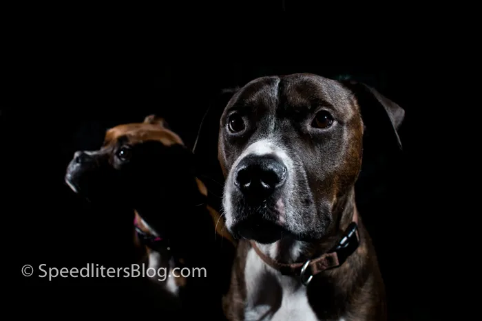 Brindle pit bull and boxer against a black background, lit by two speedlites