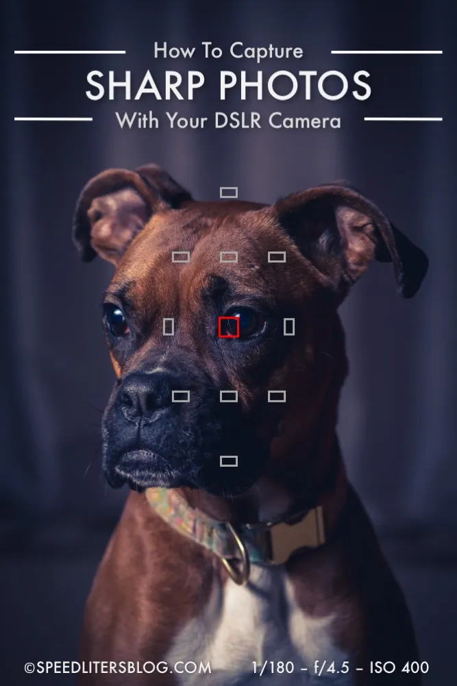 How to capture sharp photos pin: boxer portrait with focus points over its eye