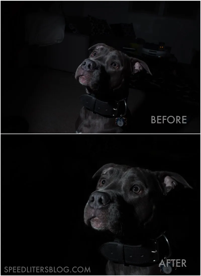Before and after of a pit bull on a black background, with the background darkened